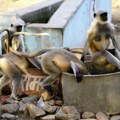 Očajnička potraga za vodom: Desetine majmuna se udavilo u bunaru dok Indijom hara ekstremni toplotni talas