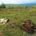 Ухапшен мушкарац због тровања заштићене врсте птице