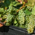 Berba grožđa počela ranije, ali obećava dobra vina