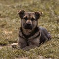 Udomi, ne kupuj: Vukica je preživela pakao na deponiji, mesecima čeka da joj neko pruži ruku