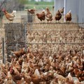 Otkupne cene u živinarstvu za tri odsto veće nego 2025.