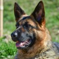 (Foto) Engleskog fudbalera izujedao nemački ovčar. Ima 50 šavova na nozi, njegov ljubimac ispao heroj!