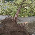 Vetar čupao Drveće iz korena: Olujno nevreme ostavilo posledice u Kruševcu (foto/video)