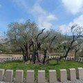 Na staroj maslini mladi izdanci: Dvomilenijumsko sveto drvo iz Mirovice kod Bara daje znake oporavka