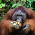 Orangutan zalečio ranu melemom koji je napravio od biljaka