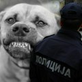 Staford izujedao devojku i mladića, kom je smrskao šake! Užas na Ceraku: Otrgao se sa povoca i nasrnuo na njih dok su…