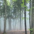 Planina Tara pred ulaskom na čuvenu UNESCO listu, nominovani lokaliteti Zvezda i Rača a evo i zašto