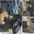 Jezivi snimak iz prodavnice! Podivljala zver preskočila pult i zgrabila vlasnika: Drama trajala satima, oglasio se i…