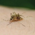 U Severnoj Makedoniji preminula osoba obolela od groznice Zapadnog Nila