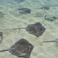 Raže preplavile američke plaže: Više od 3.100 uboda