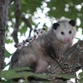 Komarci i oposumi u Australiji mogu da prenesu bolest koja "jede meso"