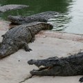 Kina: Najmanje sedam osoba poginulo u klizištu, 75 krokodila pobeglo sa farme