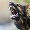 Detalji zločina u Bijelom Polju: Napad psa na dete motiv svađe koja je imala tragičan kraj