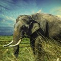 Bocvana preti da će poslati 20.000 slonova u Nemačku, a 10.000 u londonski Hajd Park