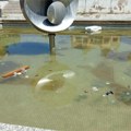 Nije fontana nego žabokrečana: Ruglo u srcu grada