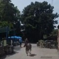 (Video) Pogledajte trenutak kada je zebra pobegla u beo zoo vrtu: Trčkara okolo, ljudi se sklanjaju, povređene 3 osobe