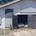 Neverovatno: Farma ćurki uništava život meštanima – deca zatvorena u kućama, ekologija na udaru!