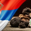 Berba u Srbiji je u punom jeku, kilogram ide i do 5.000 evra! Od Vojvodine do Šumadije, iz zemlje niču milioni
