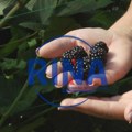 Иако је октобар берачи малина и купина имају пуне руке посла: Радосављевићи из Котраже воће уместо под отвореним небом сада…
