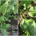 Od njih se prave ne samo sarmice: Tradicionalna kuhinja vranjskog kraja! Dobrica naučila od svekrve pa kaže: Daju poseban šmek…