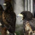 Soko ponuđen na prodaju za 50.000 evra, kupac ga na kraju platio neverovatnih 346.000 evra