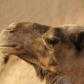 Dve kamile iz Egipta stižu u Zoo-vrt u Jagodini