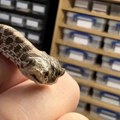 Životinje: Dvoglava zmija se izlegla u prodavnici ljubimaca