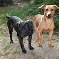 Komšija traži da se izbace psi iz Pokrajinskog zavoda, građani pokrenuli peticiju da ih zaštite