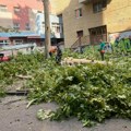 Posekli drveće da bi napravili mesto za parking, mlada Nišlijka pokušala da spreči seču