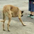 Пас напао дете у Новом Пазару, грађани у страху: "Толико има луталица, више нисмо безбедни ни испред куће"