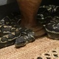 Noćna mora: Australijanka se probudila sa pitonom na grudima