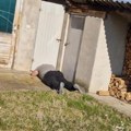 Šok prizor u selu kod Vranja! Ono što su zatekli u dvorištu  paralisalo ih od straha: "Vlasnici je bilo teško to da gleda"…
