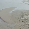 Због историјски ниског водостаја Дунава проглашена ванредна ситуација на територијама Сомбора, Куле и Врбаса