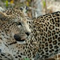 Devojčicu napao leopard u zoo vrtu u Bugarskoj: Nagnula se ka kavezu, htela da se slika kako mazi životinju