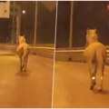 Šok na Mostu na Adi! Konj sam samcat kaska na Novom Beogradu: Neverovatan snimak sa mreža! I konj zna da ne uđe u…
