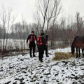 Prebacivanje životinja sa Krčedinske ade usled povećanja vodostaja Dunava