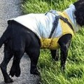 Životinje: Psu rođenom sa šest nogu uspešno amputirana dva ekstremiteta