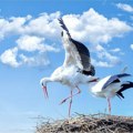 Počeo međunarodni popis strogo zaštićenih ptica u Srbiji u dva kruga popisivanje roda