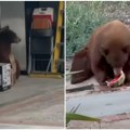 Medved se počastio lubenicom iz frižidera Šok snimak: Porodica snimala uljeza kako otvara frižider i gosti se (video)