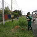 Počinje suzbijanje ambrozije u Novom Sadu i prigradskim naseljima