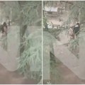 Snimak napada na brata potpredsednika Vlade BiH na igralištu u Beogradu: Čuje se vika, a onda se vide huligani kako beže…