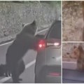 Scena kao iz horor filma! Medved skočio čoveku na auto, pa usledio mučan prizor: Pogledajte susret sa zveri oči u oči -…