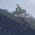 Ljudi izašli ispred kuće i videli dve ogromne zmije na krovu: Ono što se dalje desilo nije zabeleženo ni u "Opstanku"…