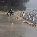 Naišao je na toliko sablastan prizor da je morao da ga snimi jer nije mogao da veruje svojim očima: Šta se dešava sa patkama?…
