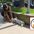 Humana akcija u Užicu – sterilizacija pasa i mačaka (VIDEO)