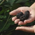 Sezonci trljaju ruke: Na imanju Radosavljevića kupine i maline će se brati sve do Božića!