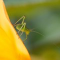 Da li i insekti osećaju bol?
