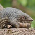 Najkrijumčareniji divlji sisar na svetu: Kako je jedan pangolin preživeo i vratio se u prirodu