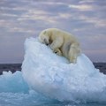 Polarni medved drema na santi leda: Zapanjujuća fotografija osvojila nagradu