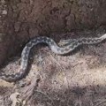 Meštani Videli zmije duge i više od 2 metra Najdramatičnije u ovom naselju u Srbiji: Živimo u velikom strahu, plašimo se…